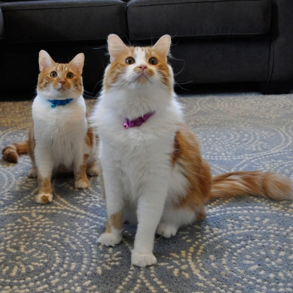 Meijer Kitten Novelty Safety Collar - Blue and Orange